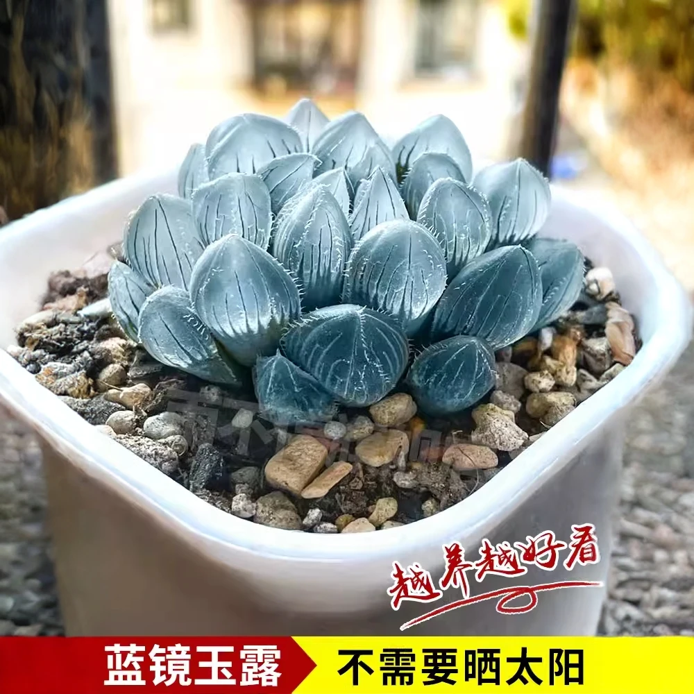 蓝镜多肉植物玉露高端花卉办公室内冷门懒人桌面稀有小带盆栽蓝色