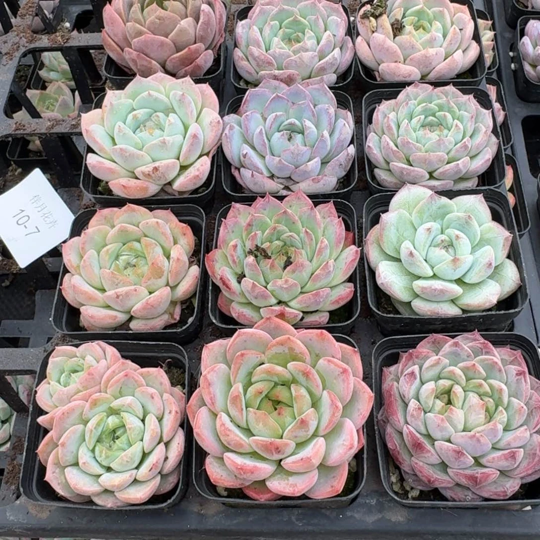 10-7左八美尼糖心满盆带颜色十二颗量拍