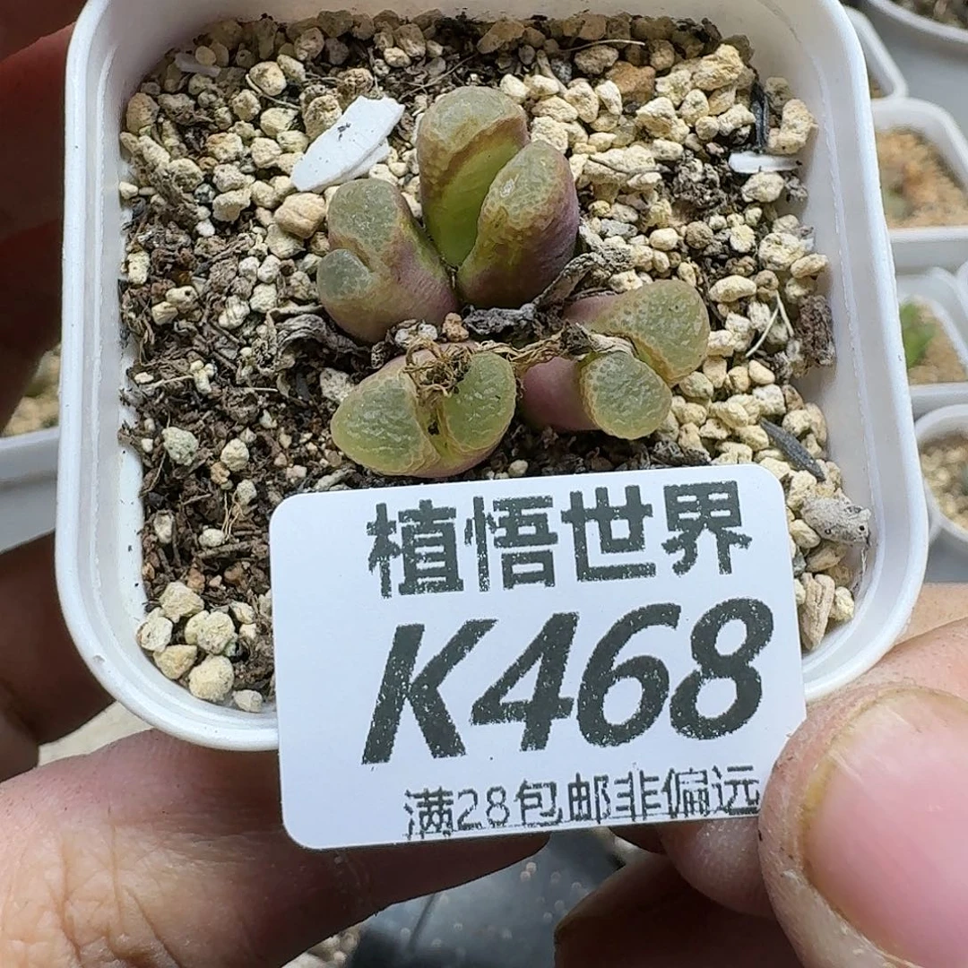 多肉W的润泽的润泽dv