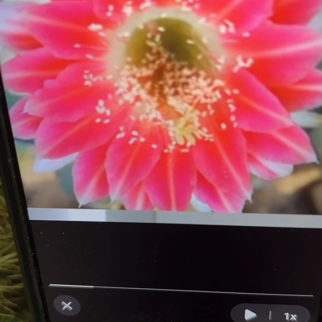 阿尔特纳瑕侧牙20包邮仙人球14