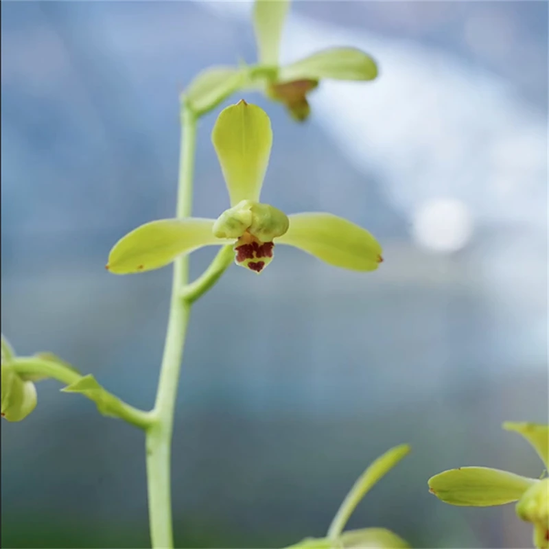 蕙兰潘绿带花苞浓香兰花苗客厅阳台窗台室内花卉植物好养