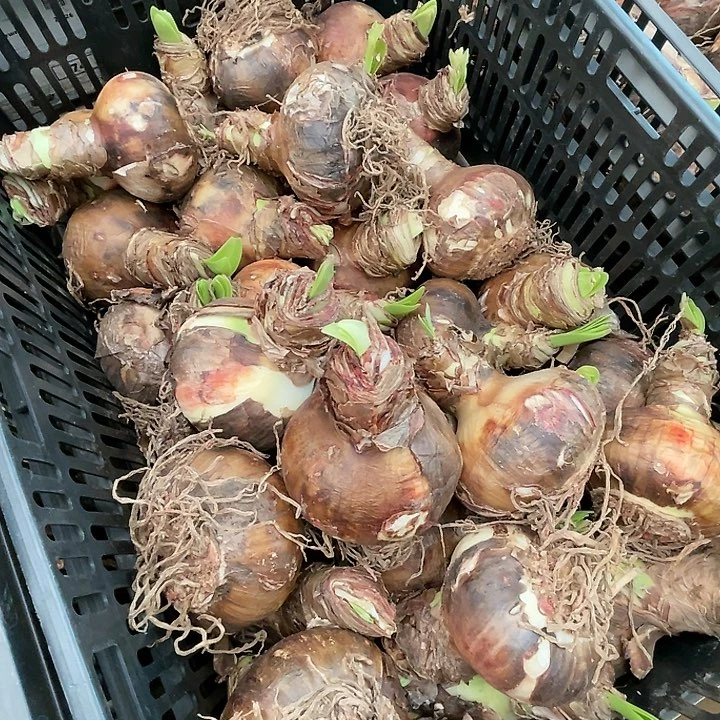 直播间荷兰鹦鹉大球瑕疵一个