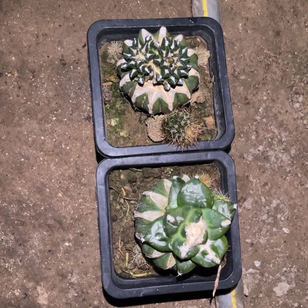 咖*色牡丹一对 仙人球开花