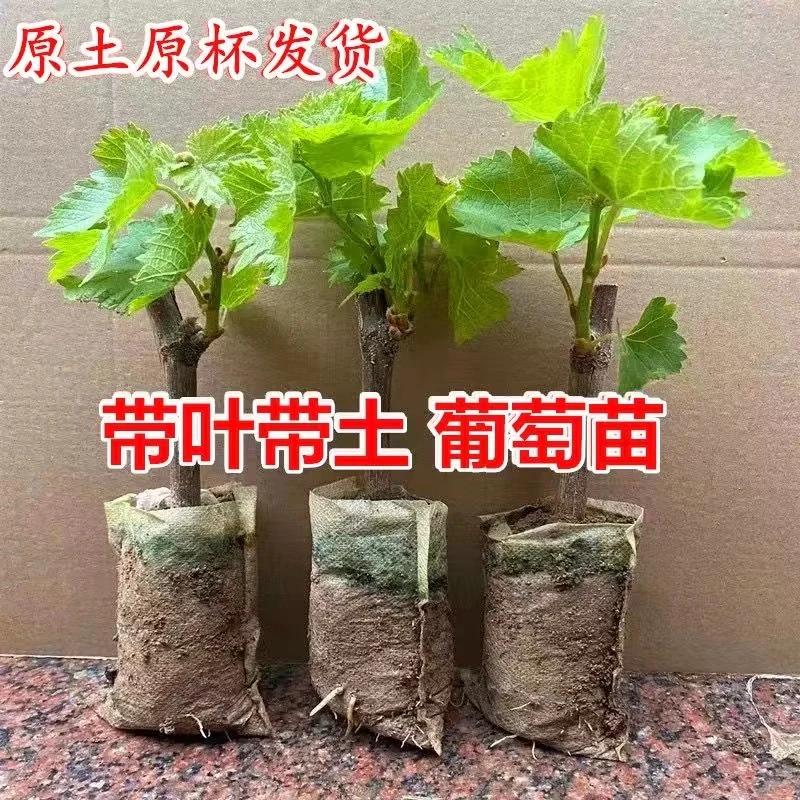 【葡萄杯苗】带土带叶阳光玫瑰巨峰带小果穗爬藤盆栽地栽阳台庭院