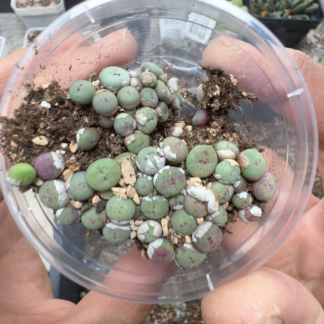 A949 小红嘴一盒。尺寸不是太大