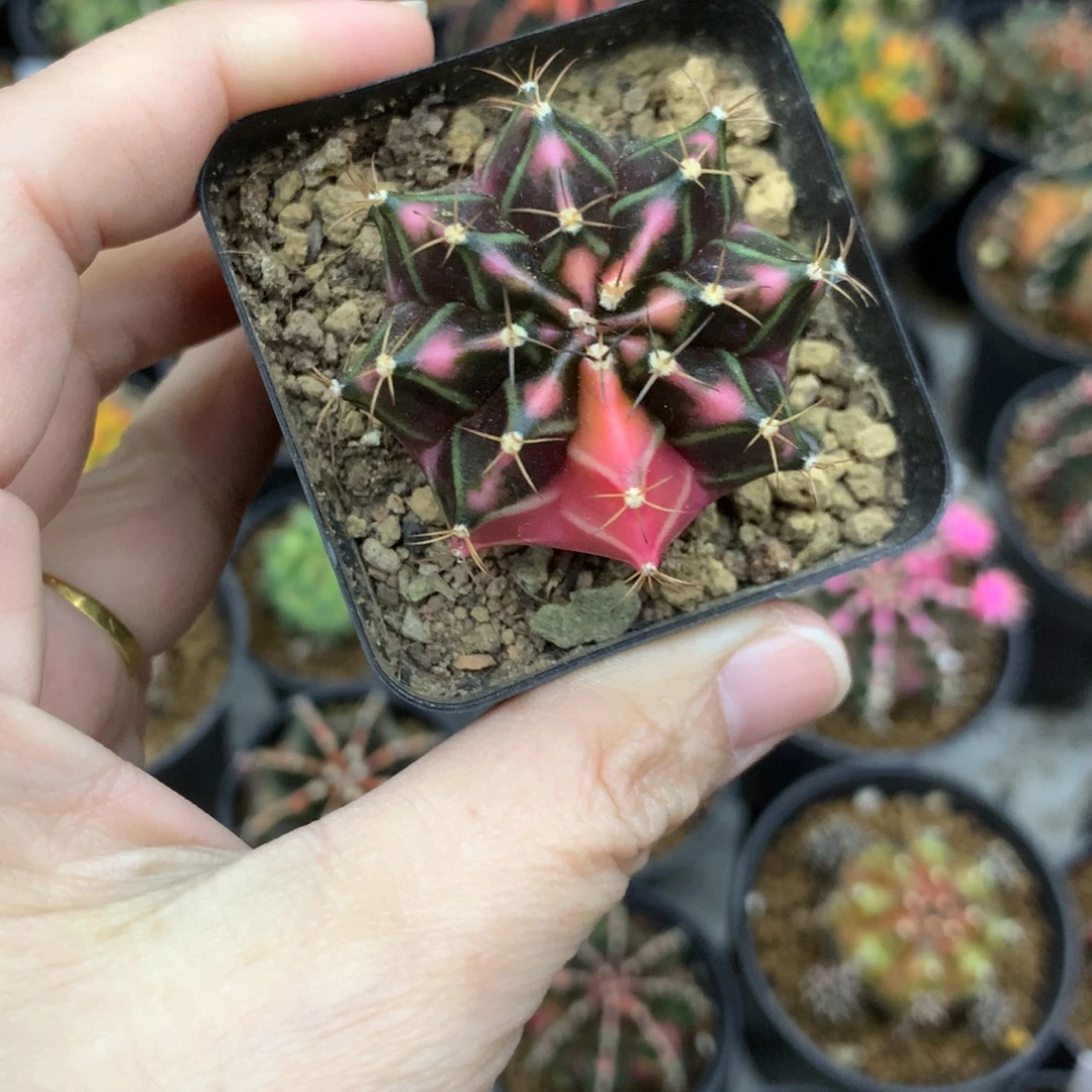 仙人球米哈牡丹锦