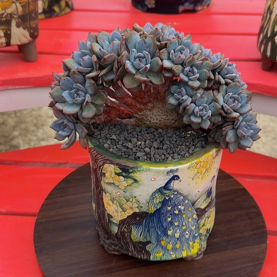 星影 树缀 一物一拍