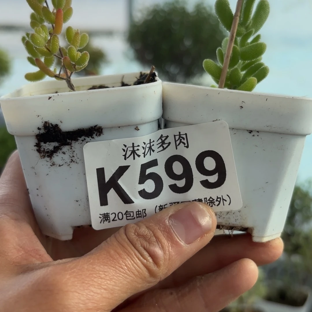 芊***宝599冰糖和冰冰虾组合哦