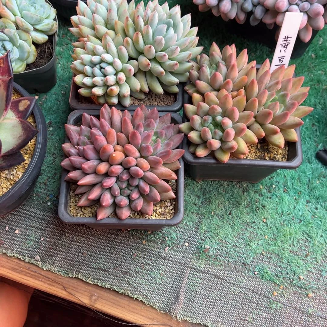 龙猫精品一物一拍多肉23