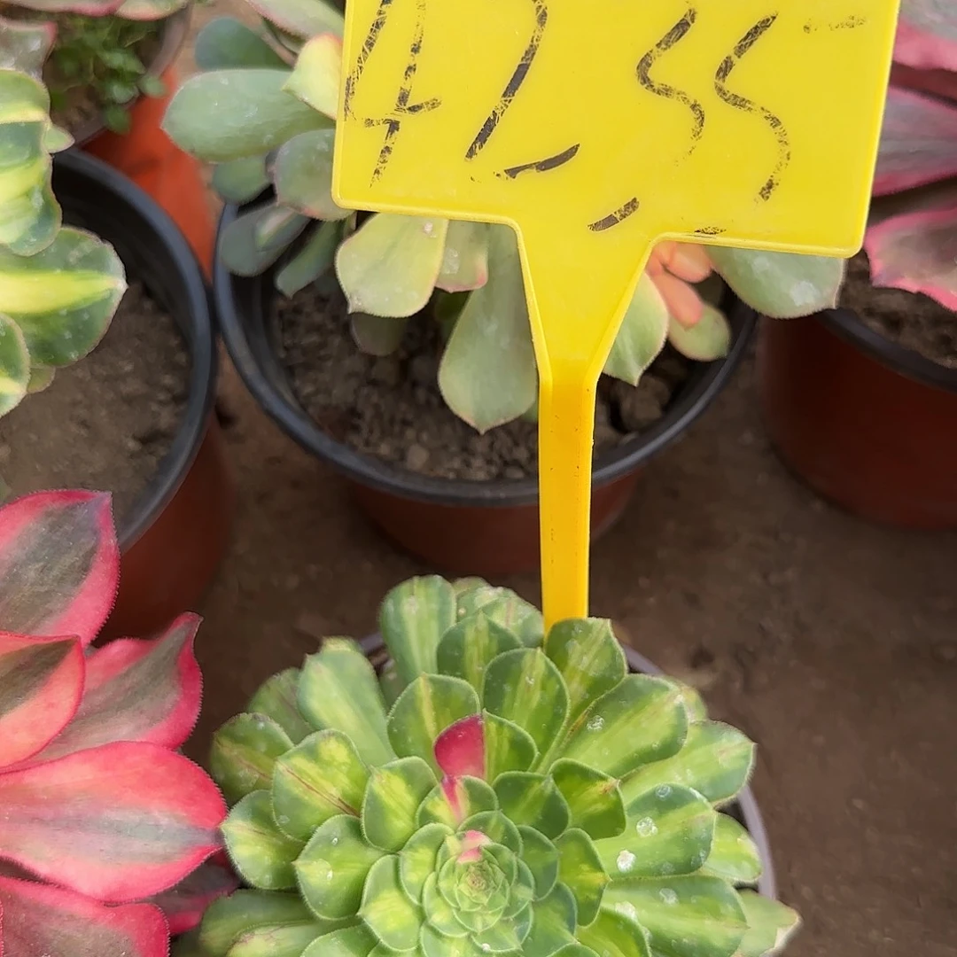 4235+-知否。知否。知否