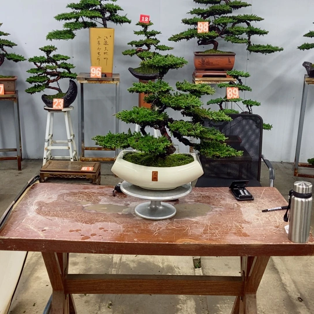 无花朵珍珠柏盆景