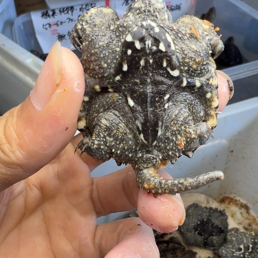 小鳄龟母遐思断尾巴 不退不换