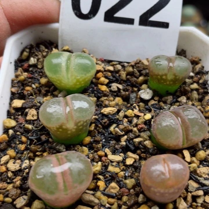 022帕法德风铃母本一颗