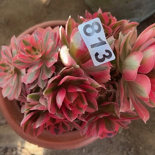 女***强多肉植物一个