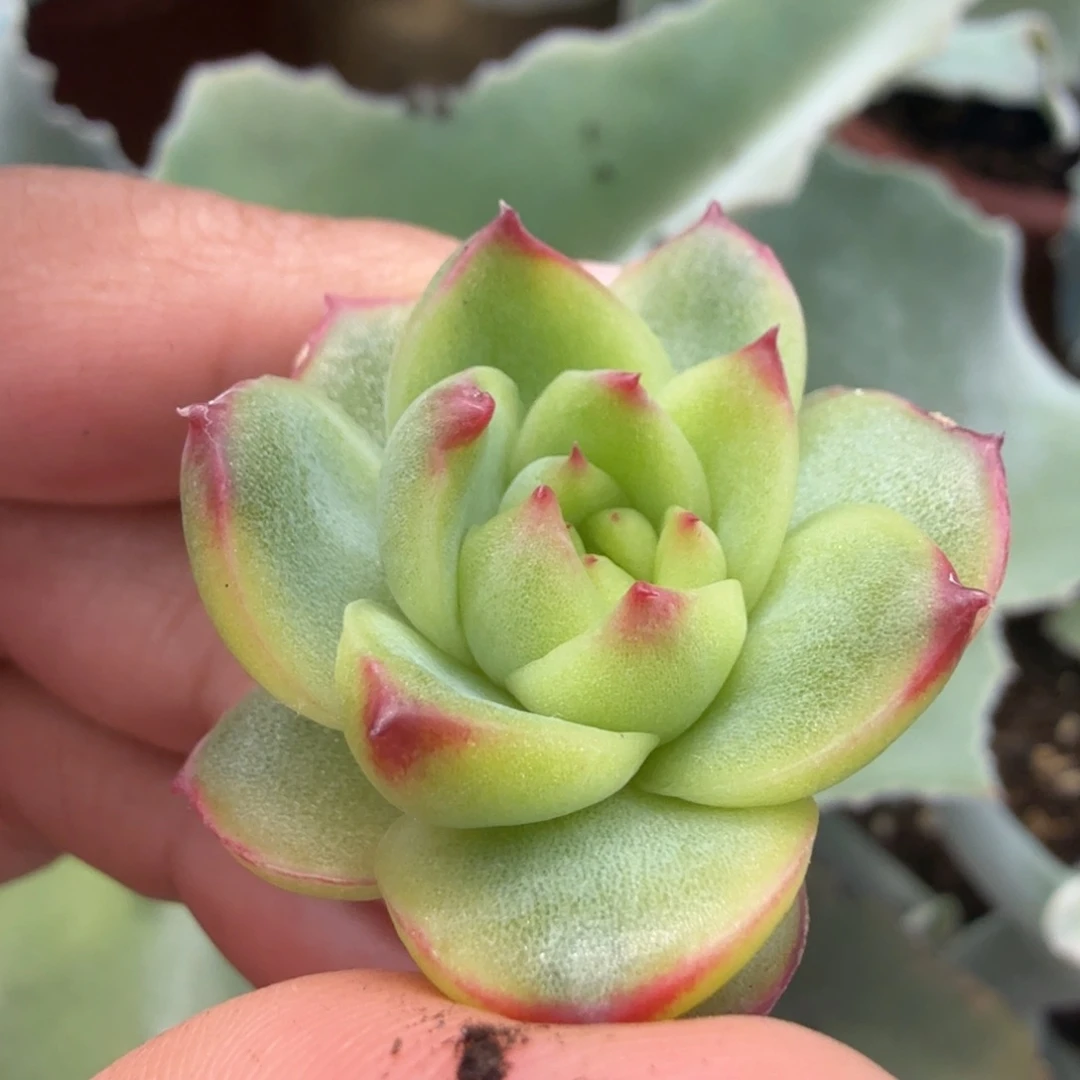 月亮石锦腹轮锦一颗的
