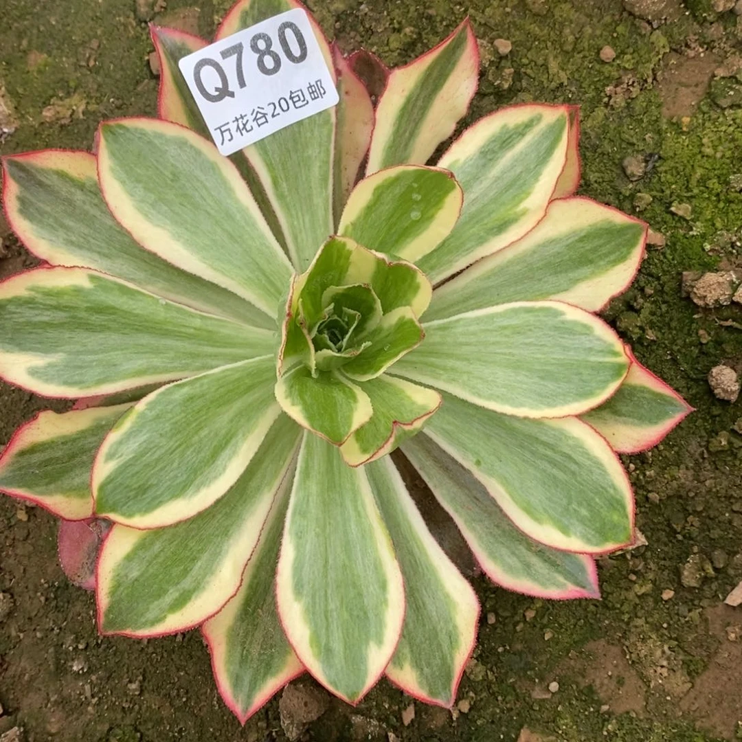 780魅影多肉植物