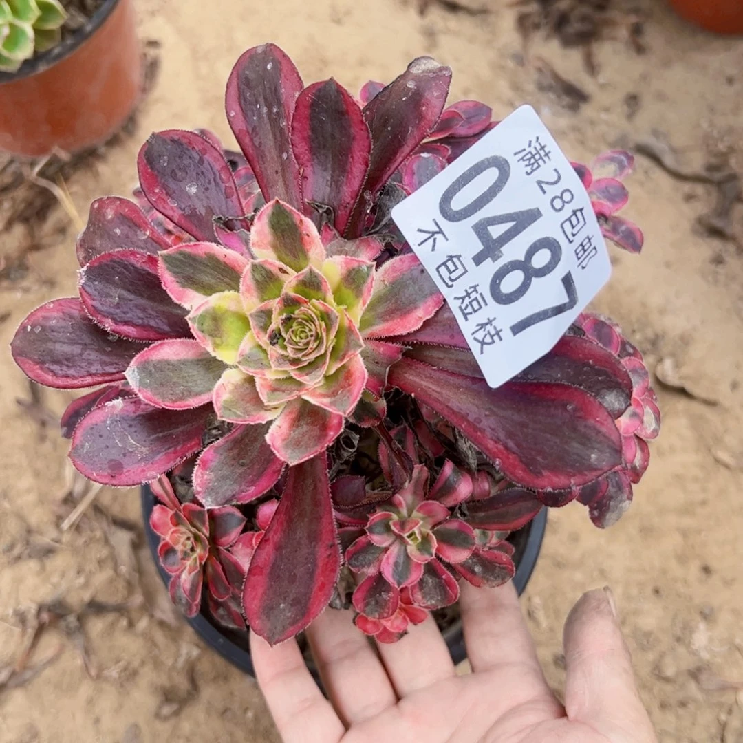 0487香奈儿多肉植物法师