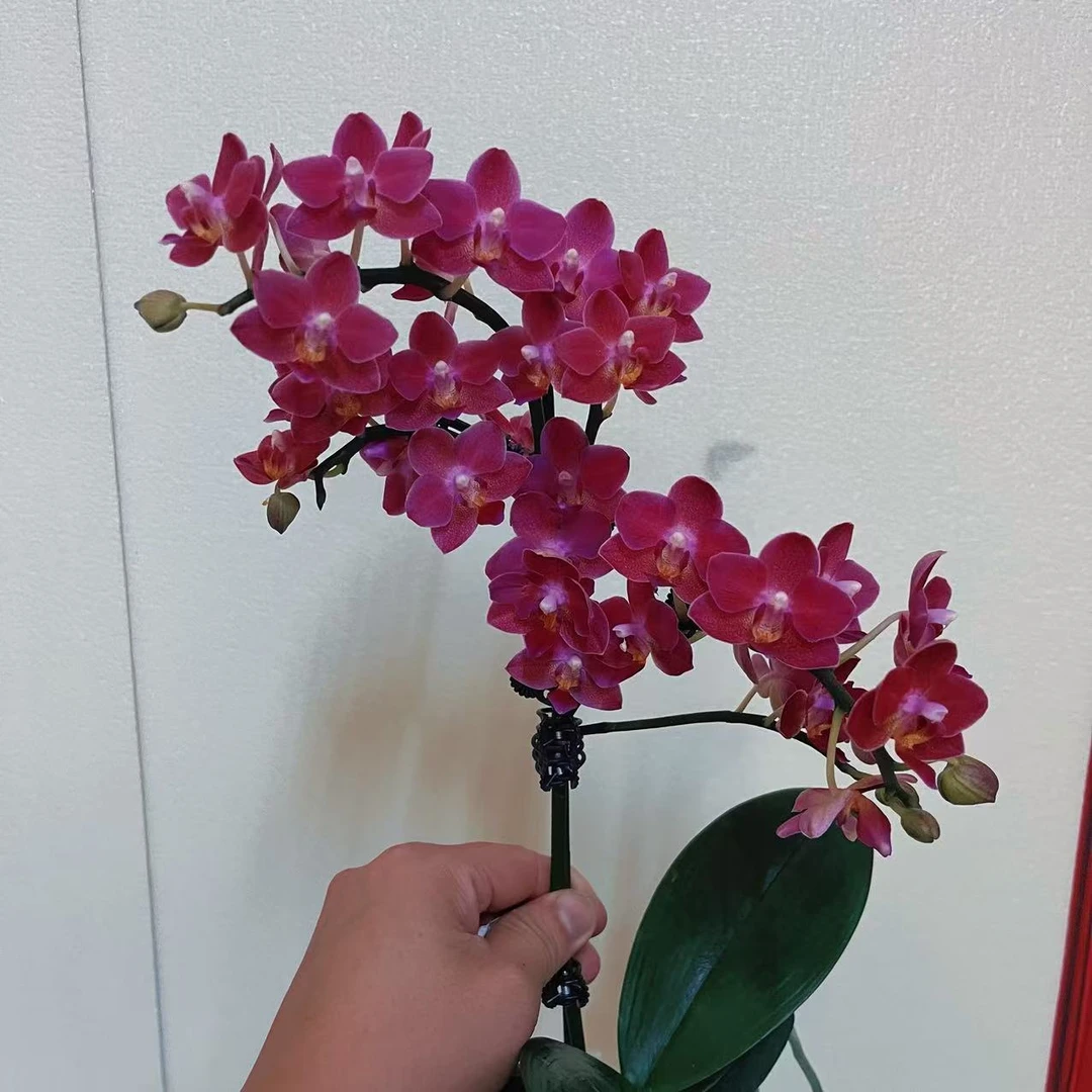 蝴蝶兰【香妃】小众品种  桌面型花花 室内高端花卉绿植