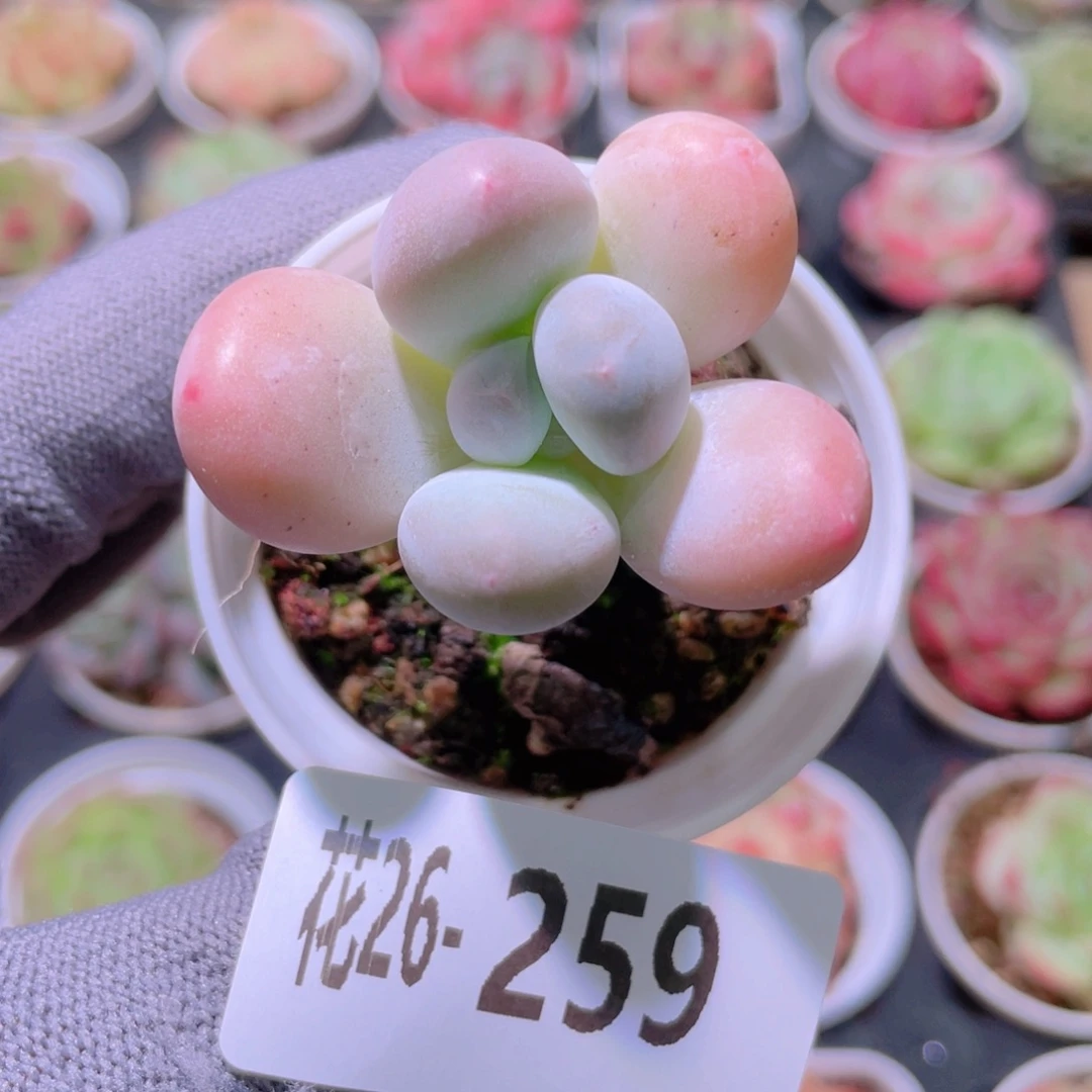 花利美26-259新品