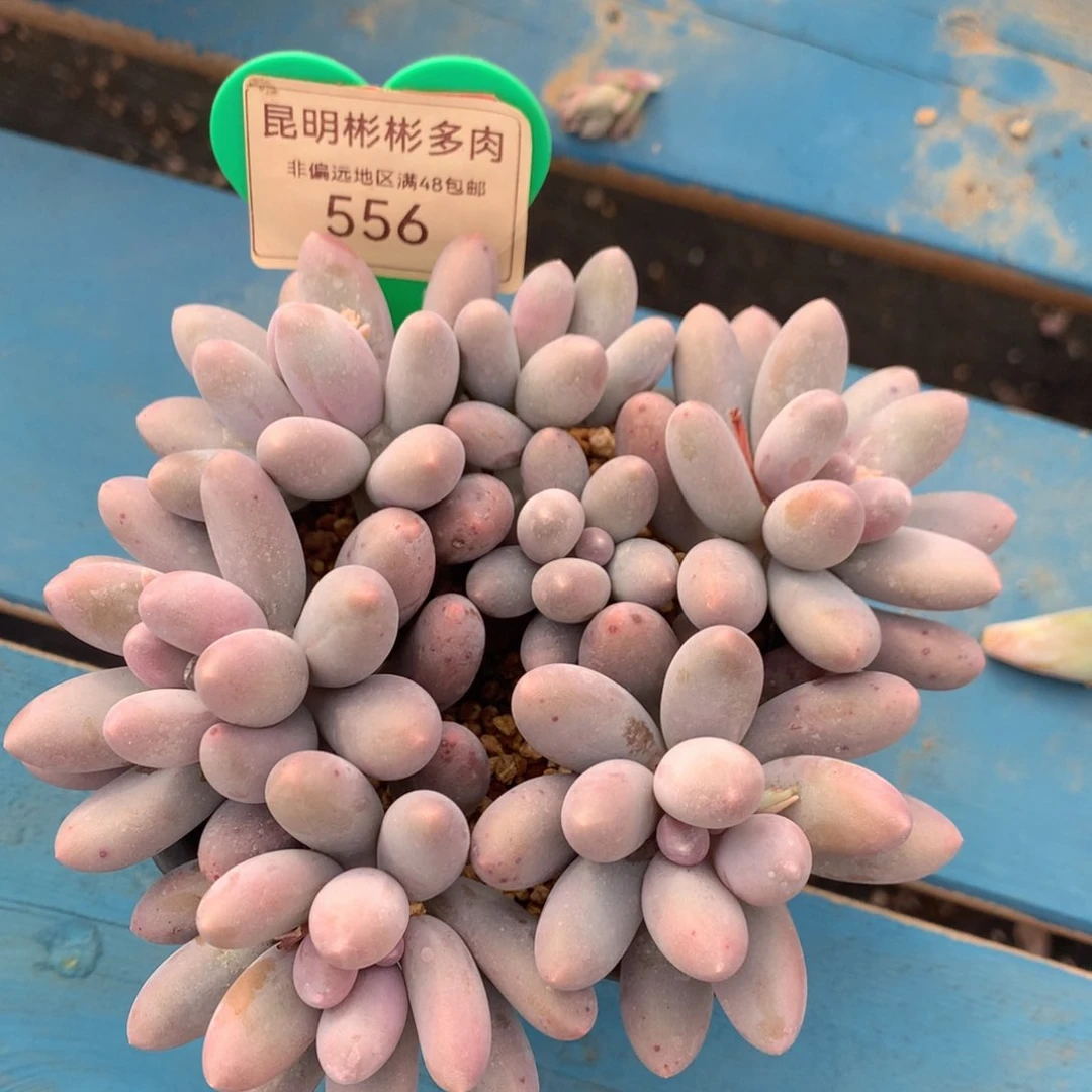 汤圆矮桩平头556