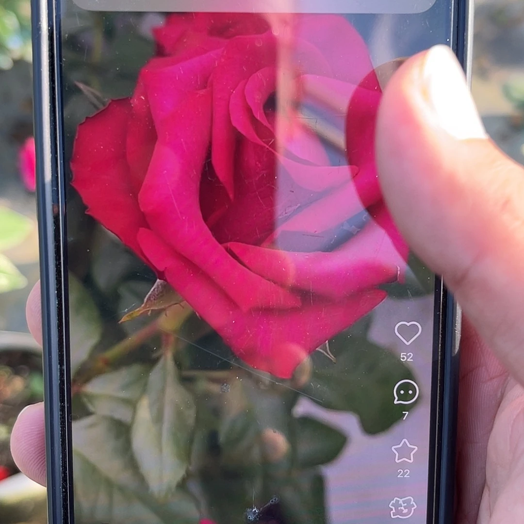 无花朵——-玫瑰浆果 福利