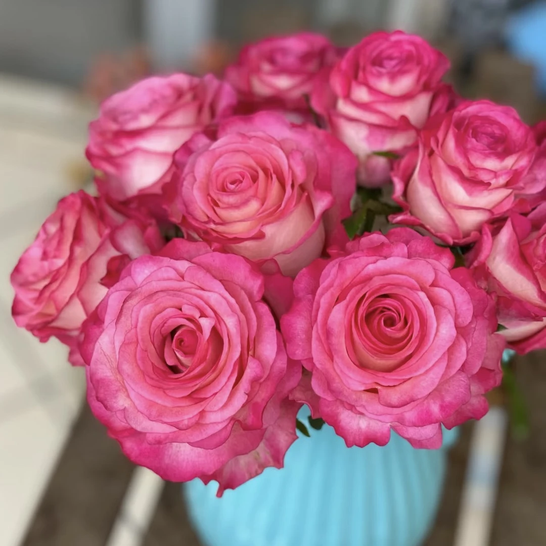 卡门/魔法根接苗月季鲜花花匠人月季玫瑰花四季开花阳台盆栽植物