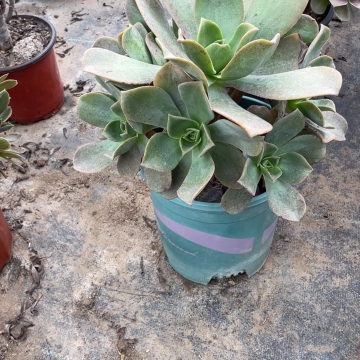 14镜狮子多肉植物