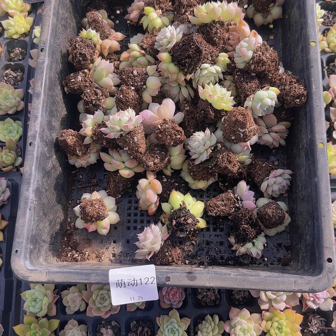 直播一物一拍多肉122