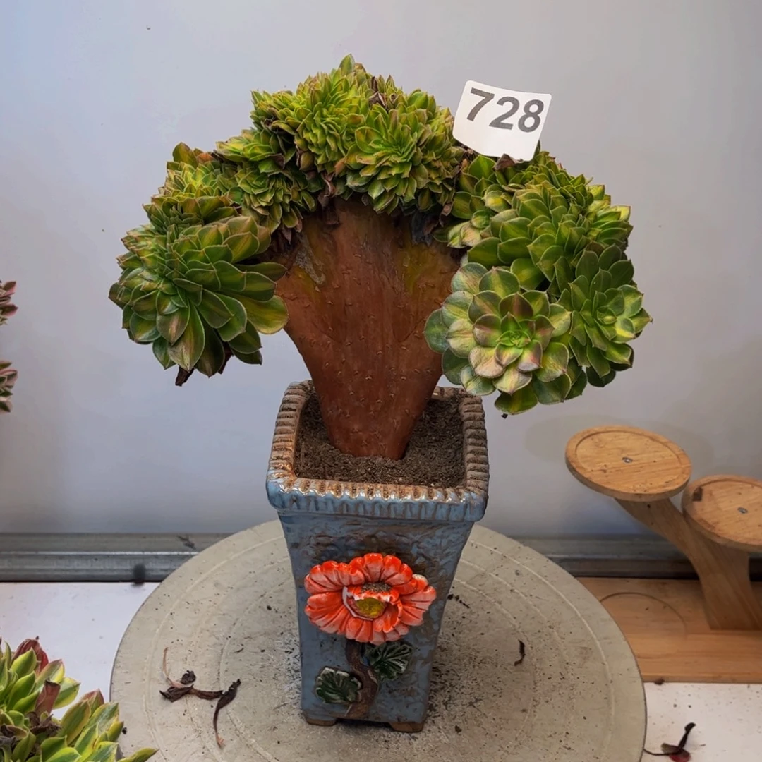 多肉植物倾城中斑缀728