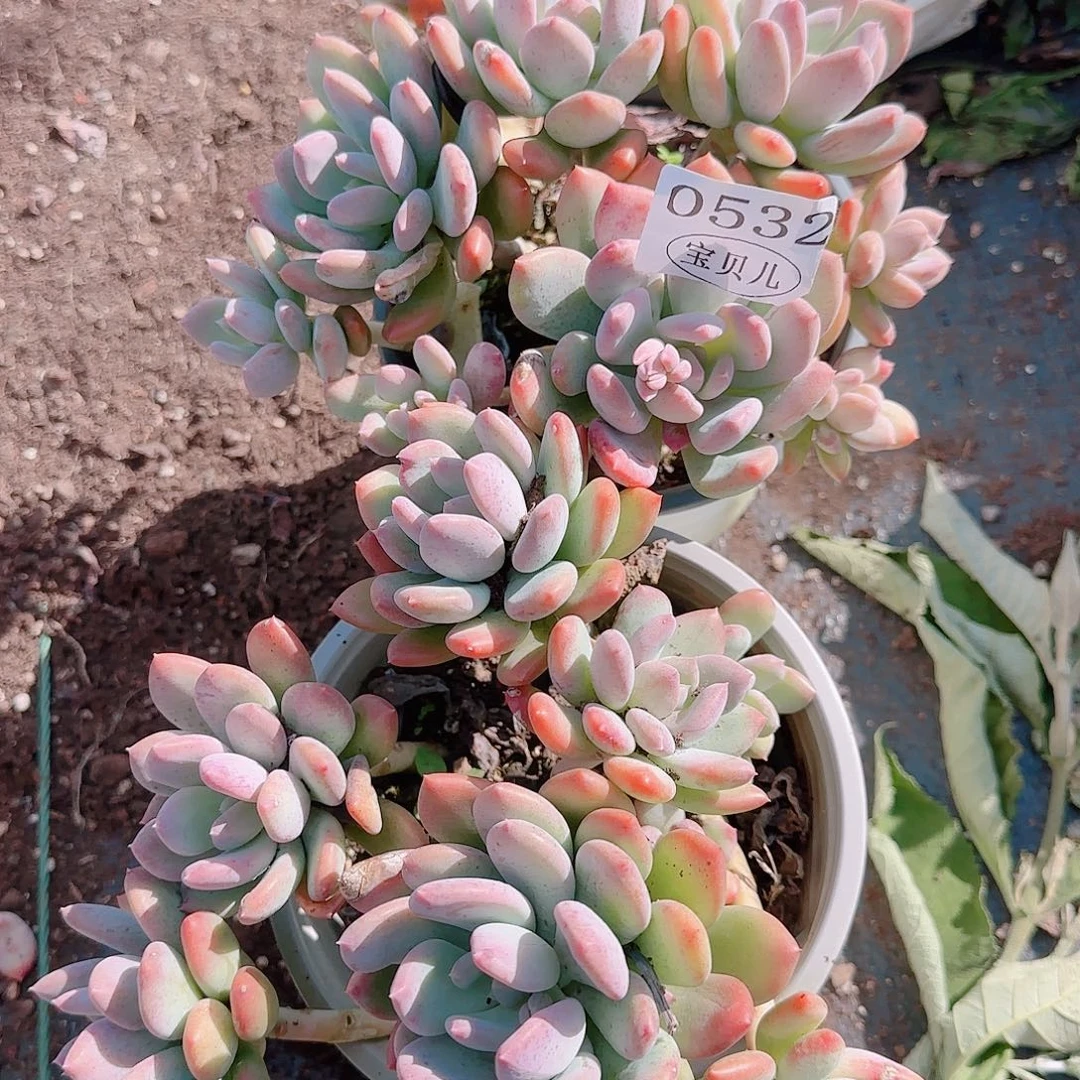 0532号包邮的时候就已经开始