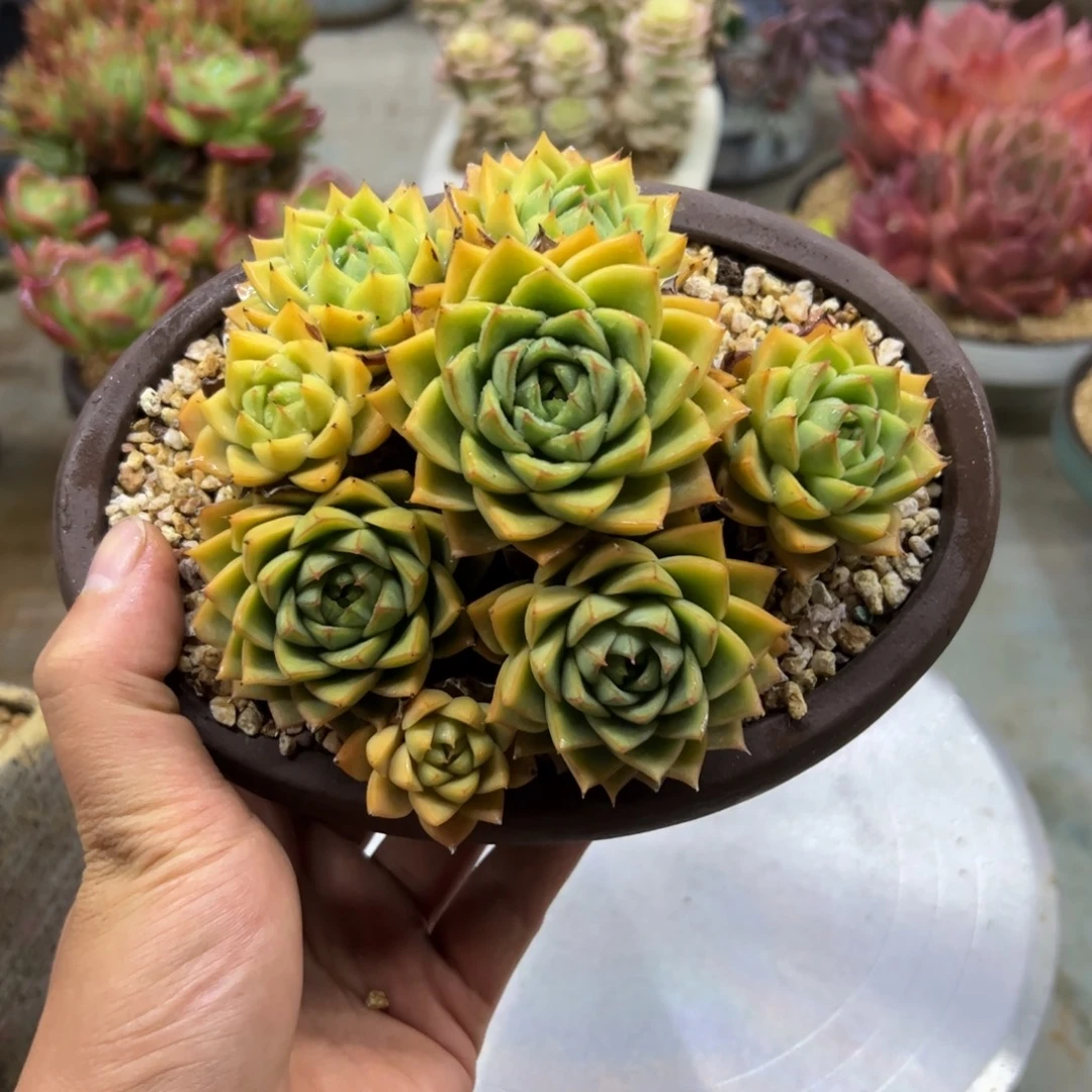 大和锦杂有伤18 零零多肉植物