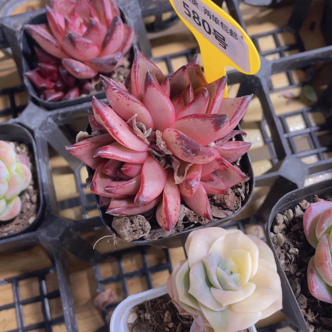 580号 罗密欧全状态三头