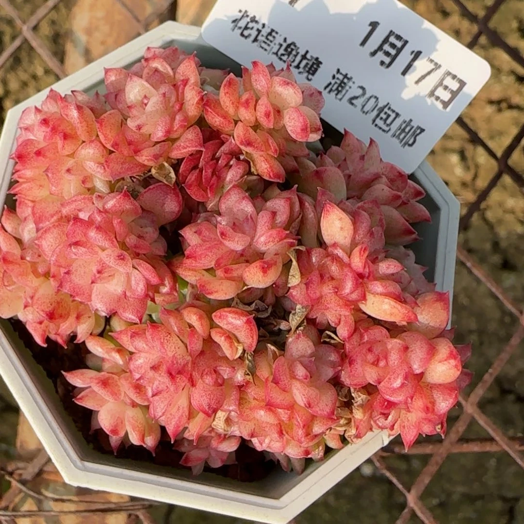 花语逸境0117-67麦秆散