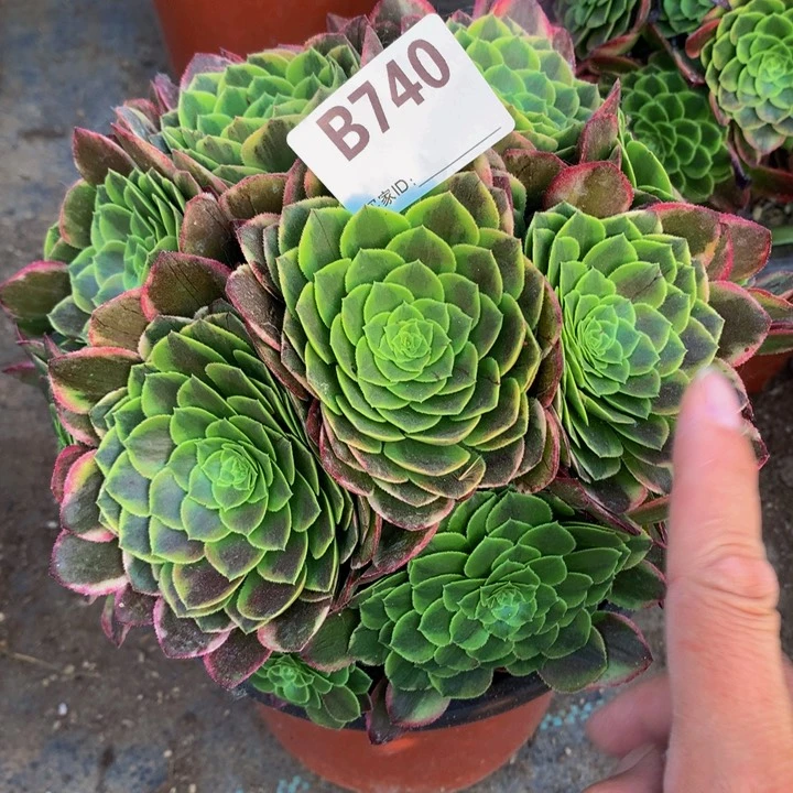 全部花朵740嘉年华