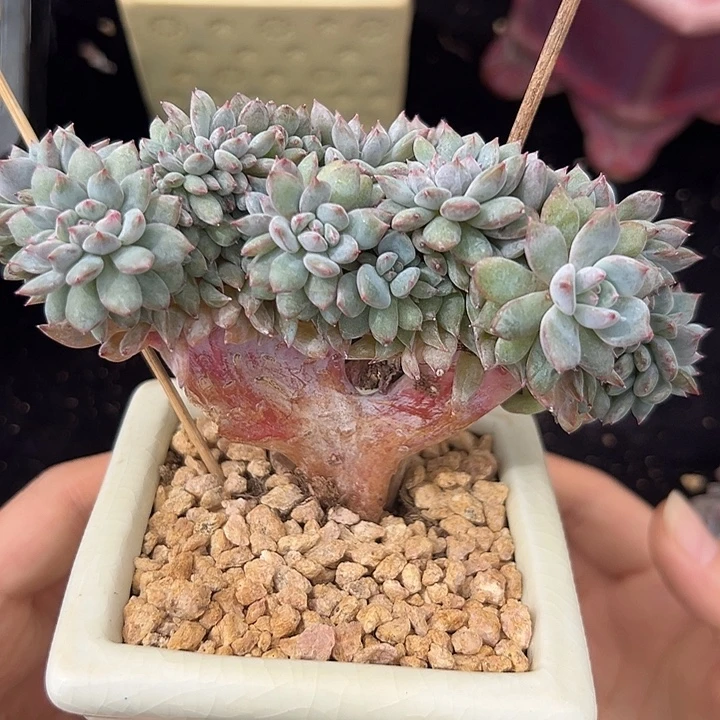 星影朵朵树 星影朵朵缀