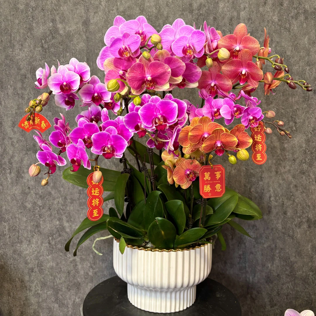 【全家福】蝴蝶兰 鲜花绿植 好养花期长 室内观赏花