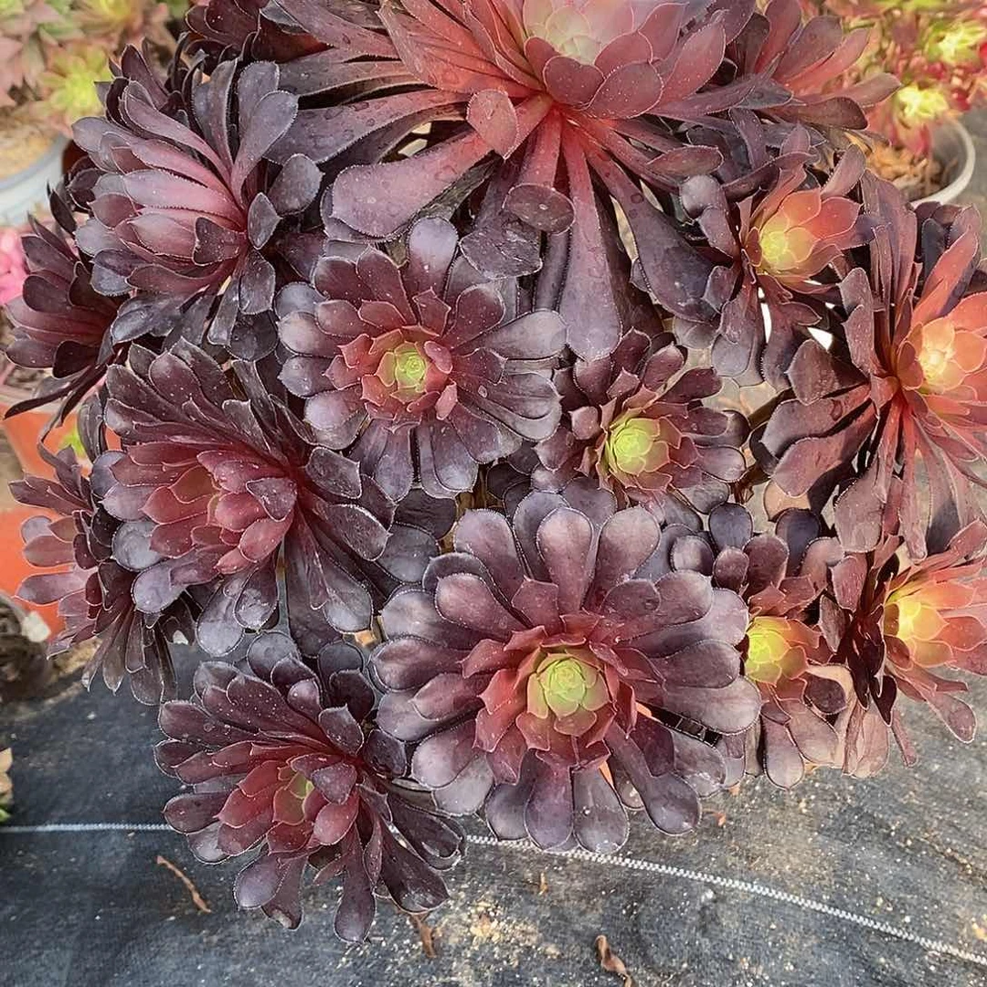 260黑铜壶多肉法师多肉