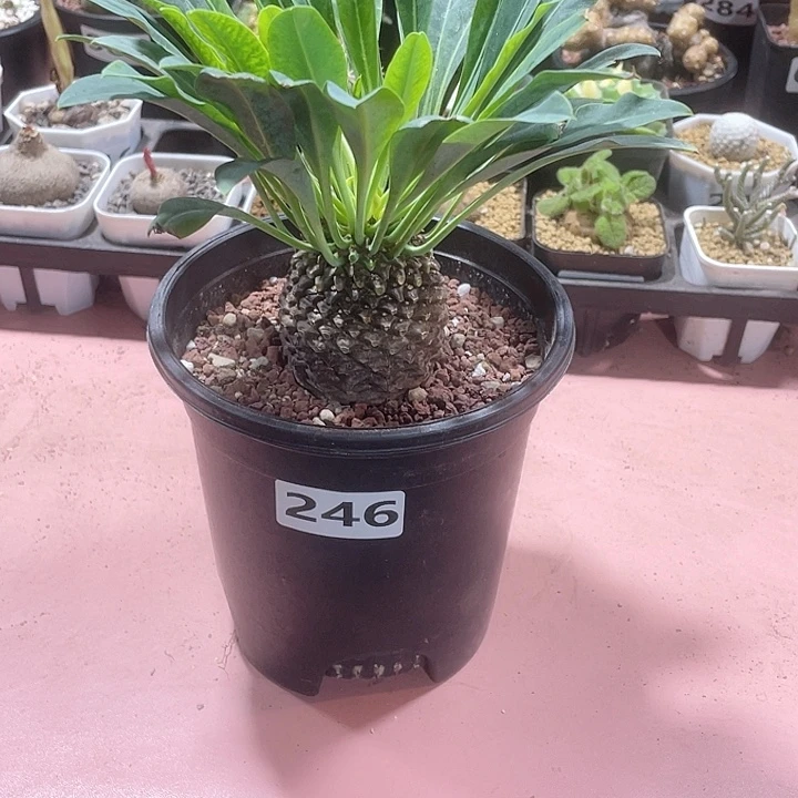 246大铁甲丸菠萝球
