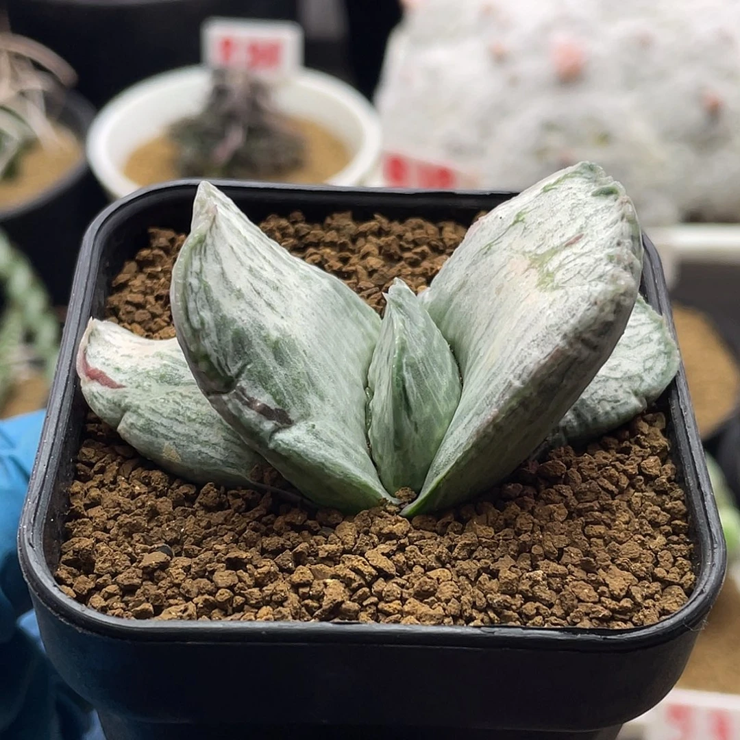 实生短叶白锦卧牛仙人球11