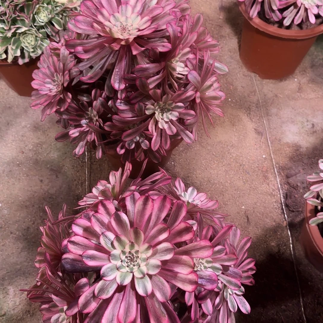 清****屋多肉植物十里红妆2棵271