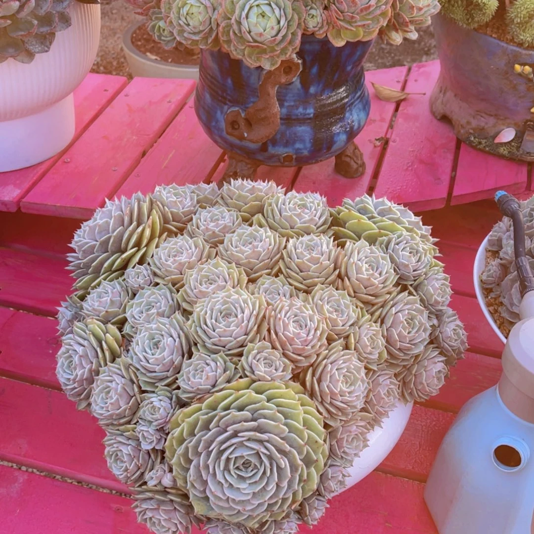 海***燕1111211111111211111111