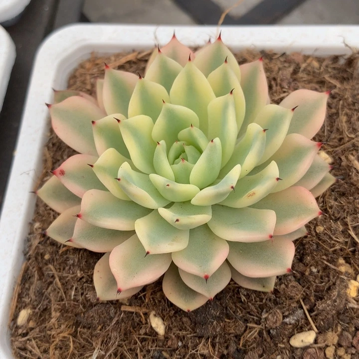 吉尔巴玫瑰锦锦上园艺一物一拍