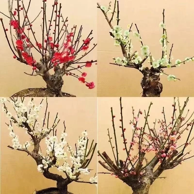 【梅花老桩】现场挑选红梅绿梅宫粉丰厚