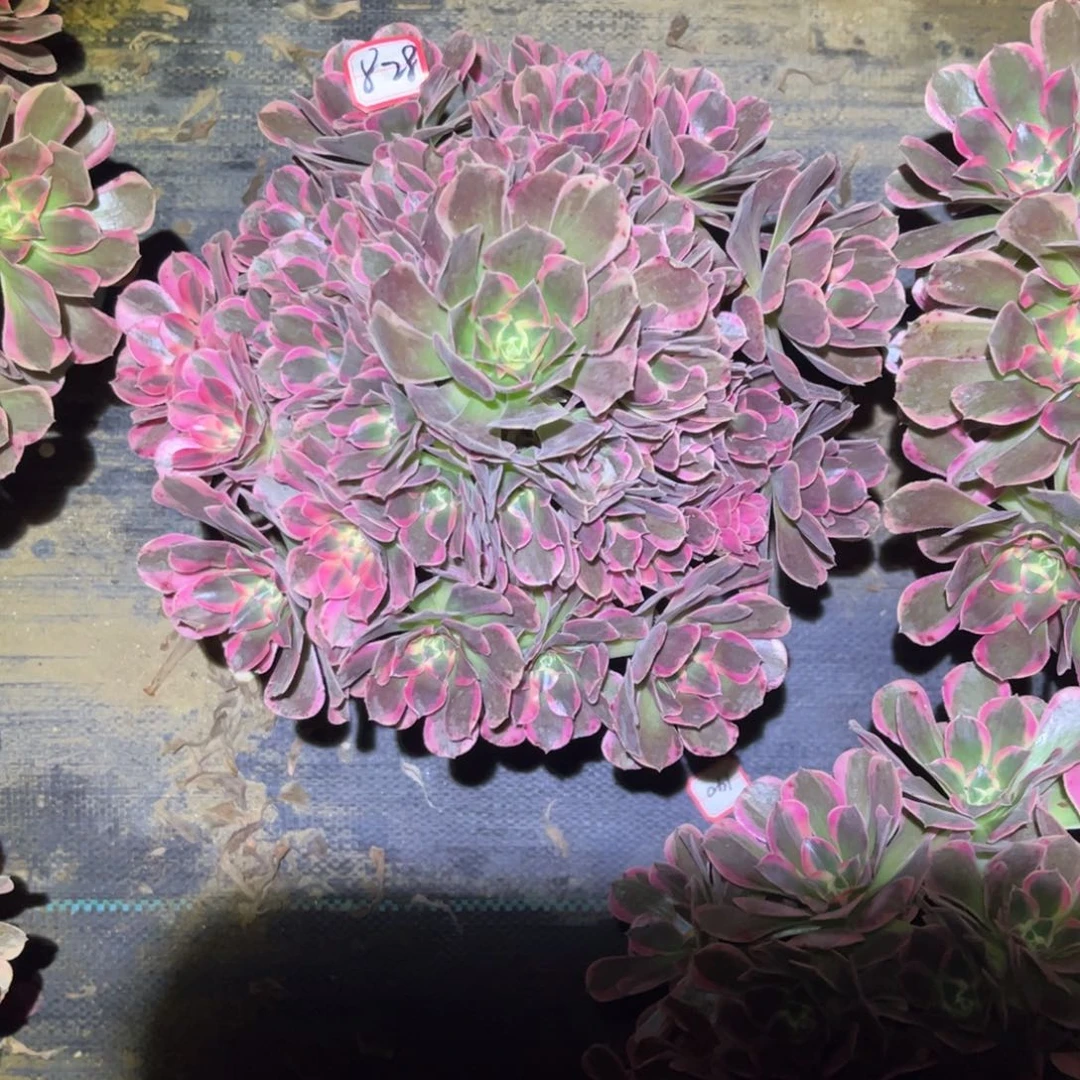 828多肉植物花样年华妖桩子