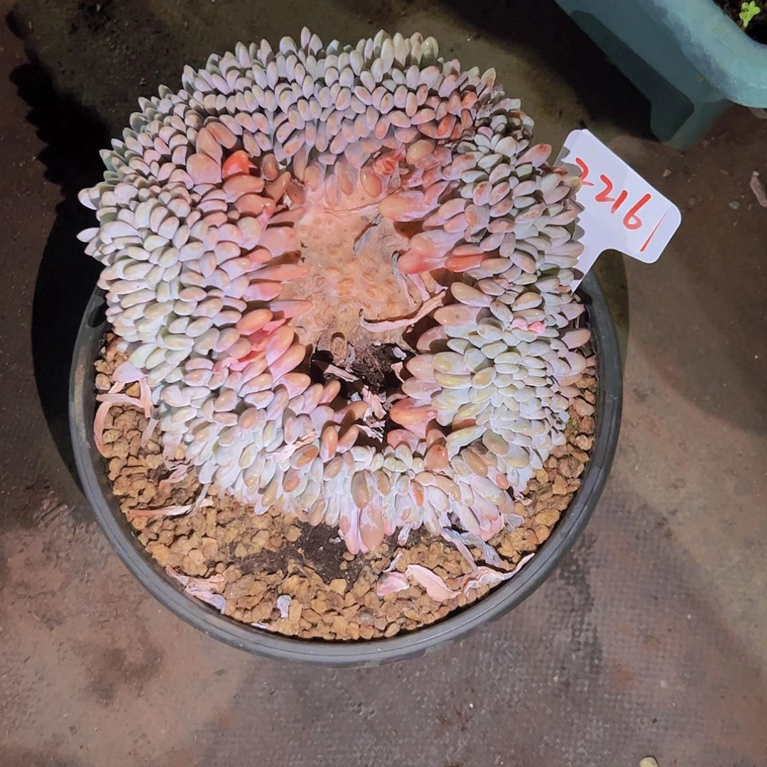 星*谷2216粉兔缀138。。。