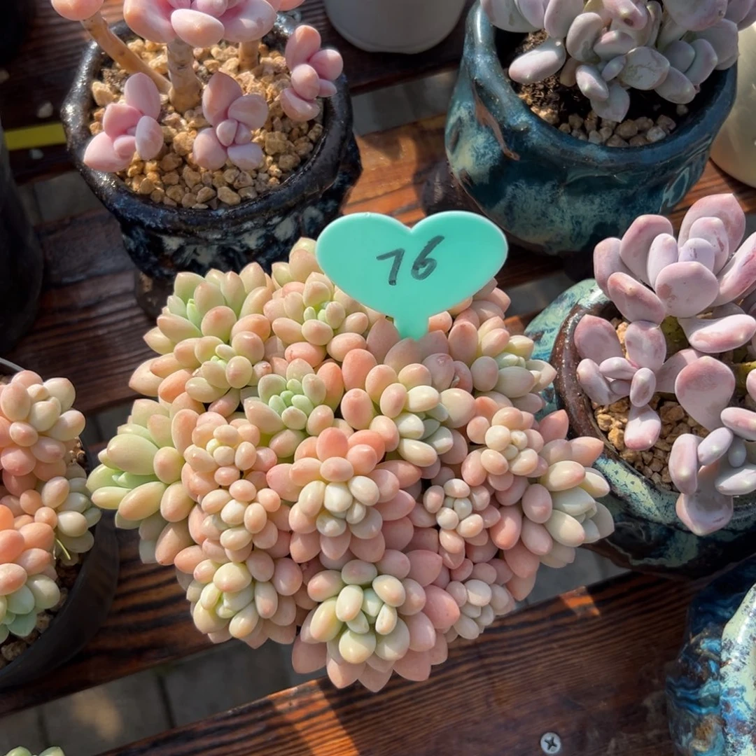 王*儿多肉植物一物一拍