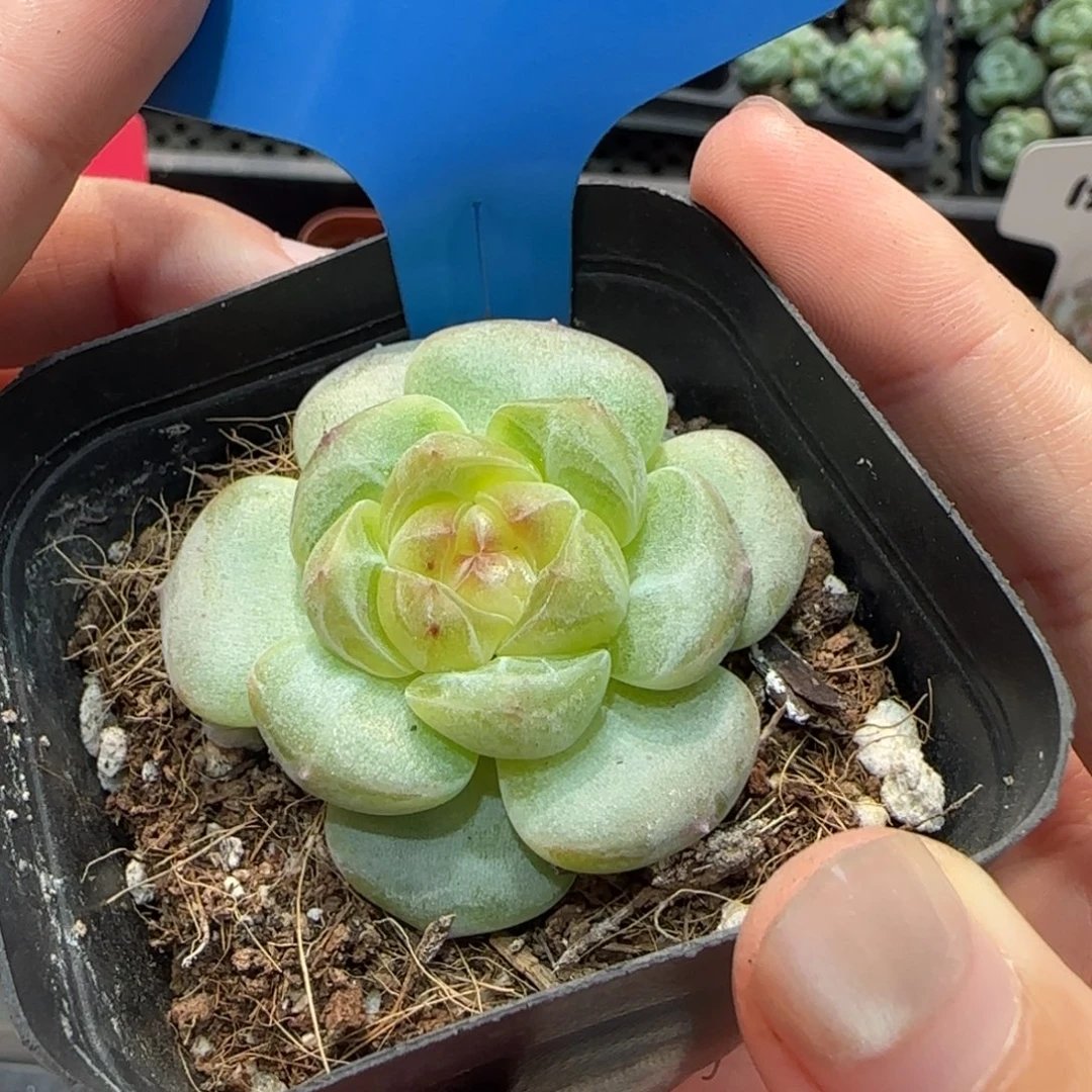 113甜心特满38包邮➗偏远发货后不退货退款