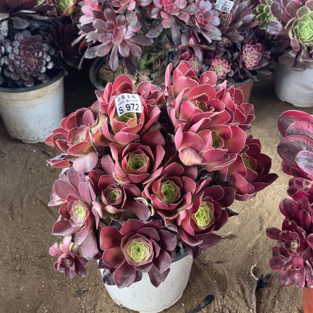 972魅金多肉法师断枝不包