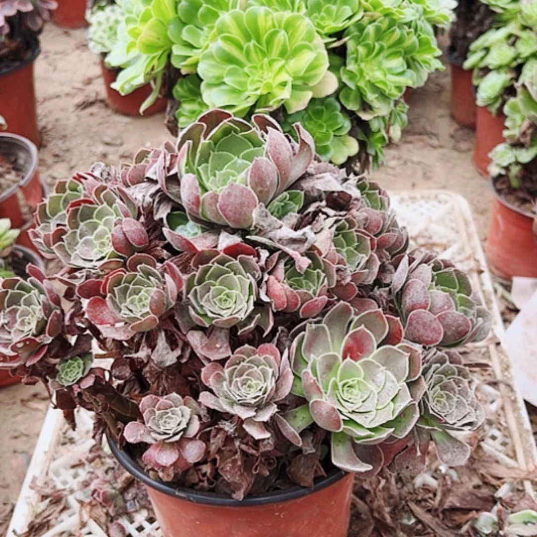 【闪购商品】无花朵58号荷兰玫瑰，粉粹琉璃