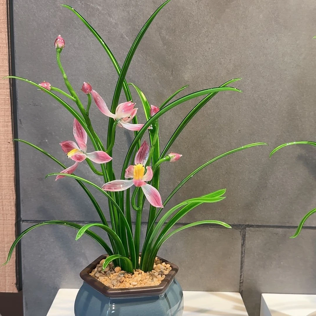 淄博琉璃花11111111111111